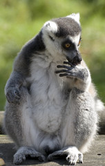 ring tailed lemur licking fingers