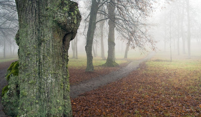 Footpath in fog