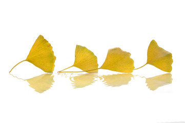 Four yellow ginkgo biloba leaves
