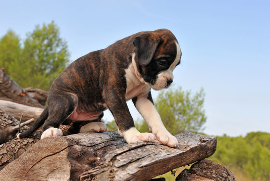 chiot boxer