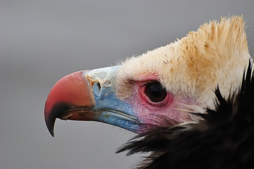 Buitre de cabeza blanca africano