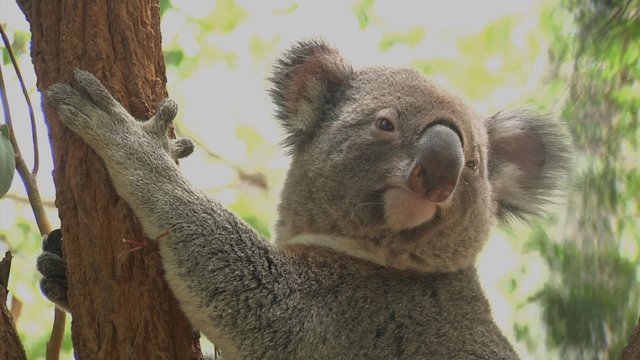 Koala up a tree