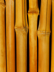 Trunk  tree  bamboo