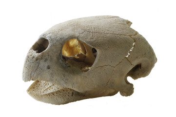 Turtle skull