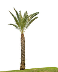 Palm isolated on white background