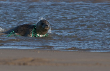 Grey seal caught in fishing net and plastic bag