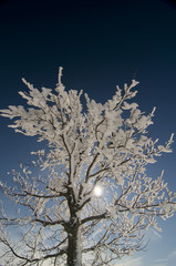 Winterbäume_19