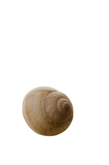 Shell of snail on the white.