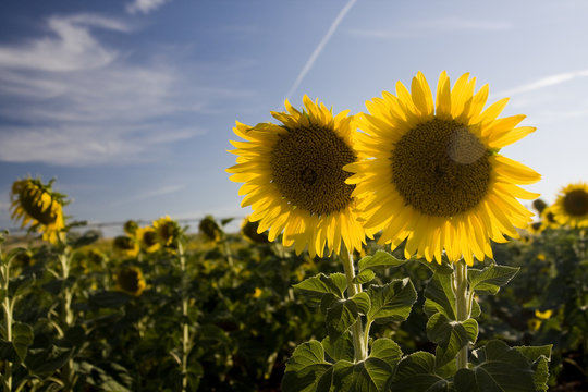 Two sunflowers
