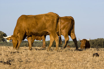 Cows on the dry grass