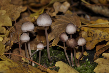 small mushrooms