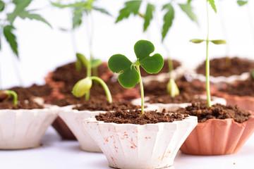 Plant-New life