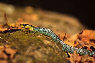 Green tree snake dislaying colorful rainbow scales