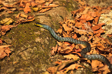 Green tree snake crossing the path