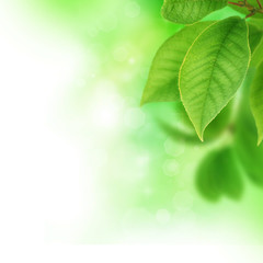 Green Leaves Border