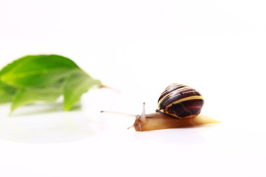snail and leafs