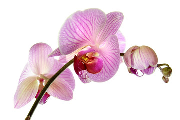 Fototapeta na wymiar Orchidee 2