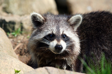 Waschbär