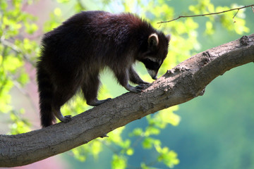 Waschbär