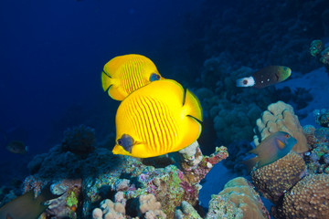 Fototapeta na wymiar żółta ryba