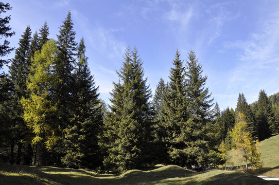 bosco pino larice montagna aria benessere