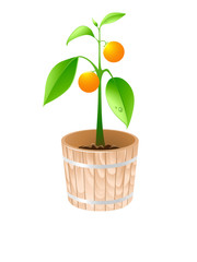 orange tree in a wooden tub isolated on a white background