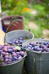 three bucket of plums in a garden