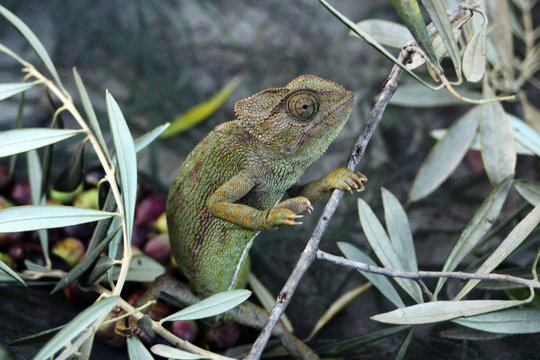 camaleon