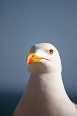 Seagull head