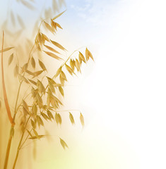 Oat Ears