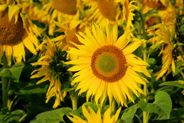 Sonnenblumenfeld - sunflowers field 03