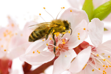 Bee on a spring flower.Isolated on white - obrazy, fototapety, plakaty
