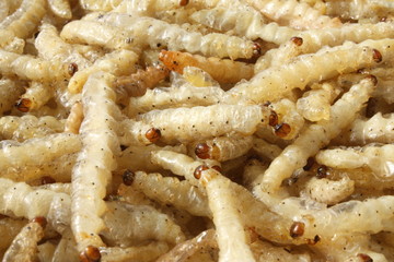 Bamboo worms / 竹虫