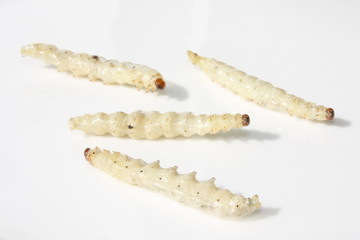 Bamboo worms / 竹虫