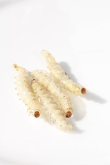 Bamboo worms / 竹虫