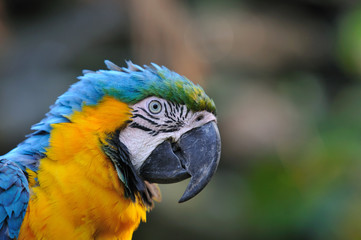 ルリコンゴウインこ