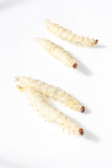 Bamboo worms / 竹虫