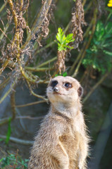 ミーアキャットのポートレート