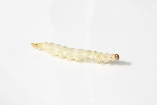Bamboo worms / 竹虫
