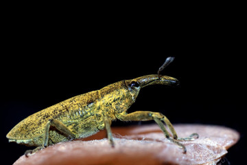 Weevil insect