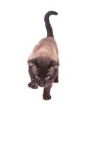 Siamese cat