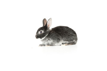 Cute Baby Bunny