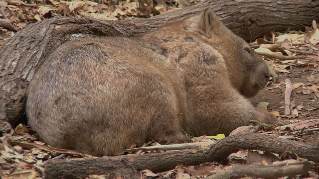 Various shots of Wombat sleeping