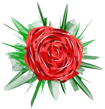 Red Rose