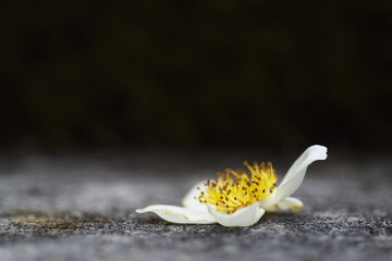 ヒメシャラの花