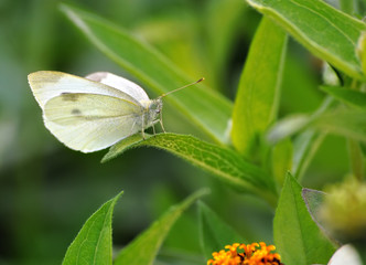 Schmetterling