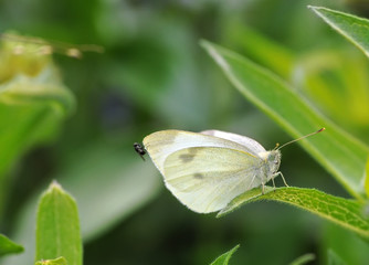 Fliege auf Schmetterling