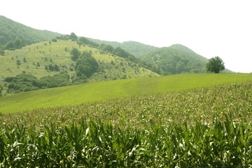 Fototapeta na wymiar Corn green fields landscape outdoors