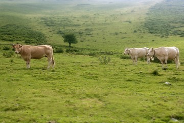 Beige cows cattle  eating in green  meadow