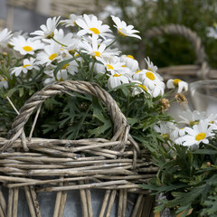 White flowers in a basket